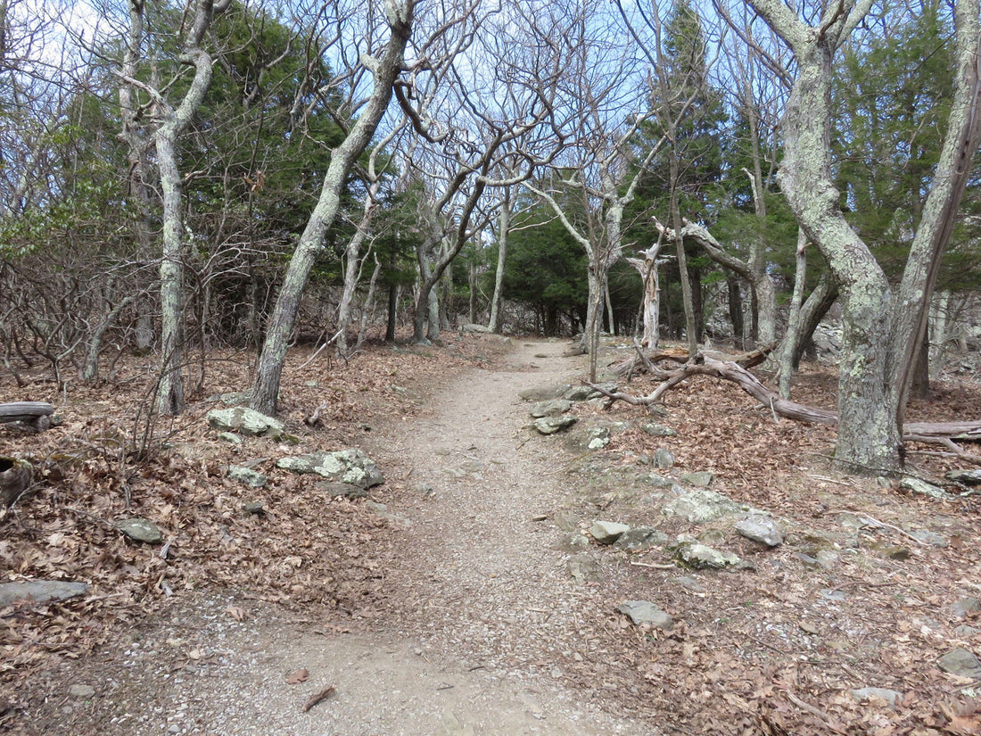 Trail Running in Shenandoah National Park: An Insider’s Guide