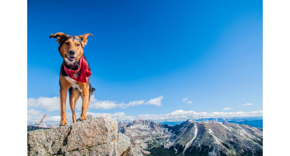 9 Tips for Backpacking with Your Dog