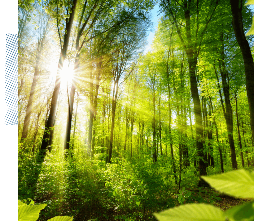 A tranquil woodland scene in the heart of a lush forest, with the sun gently filtering through the trees.