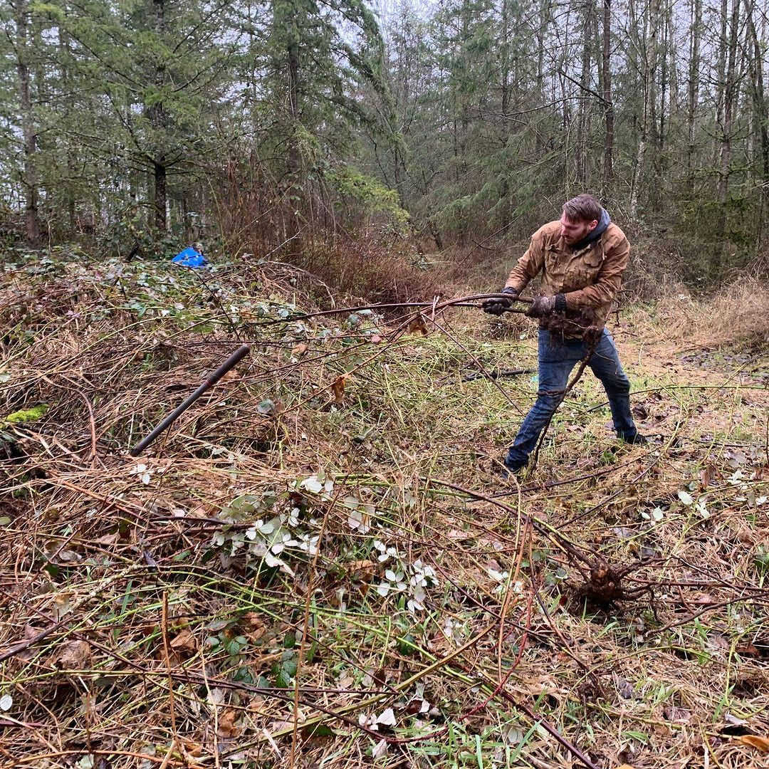 A person wearing a coat pulls at some invasive weeds